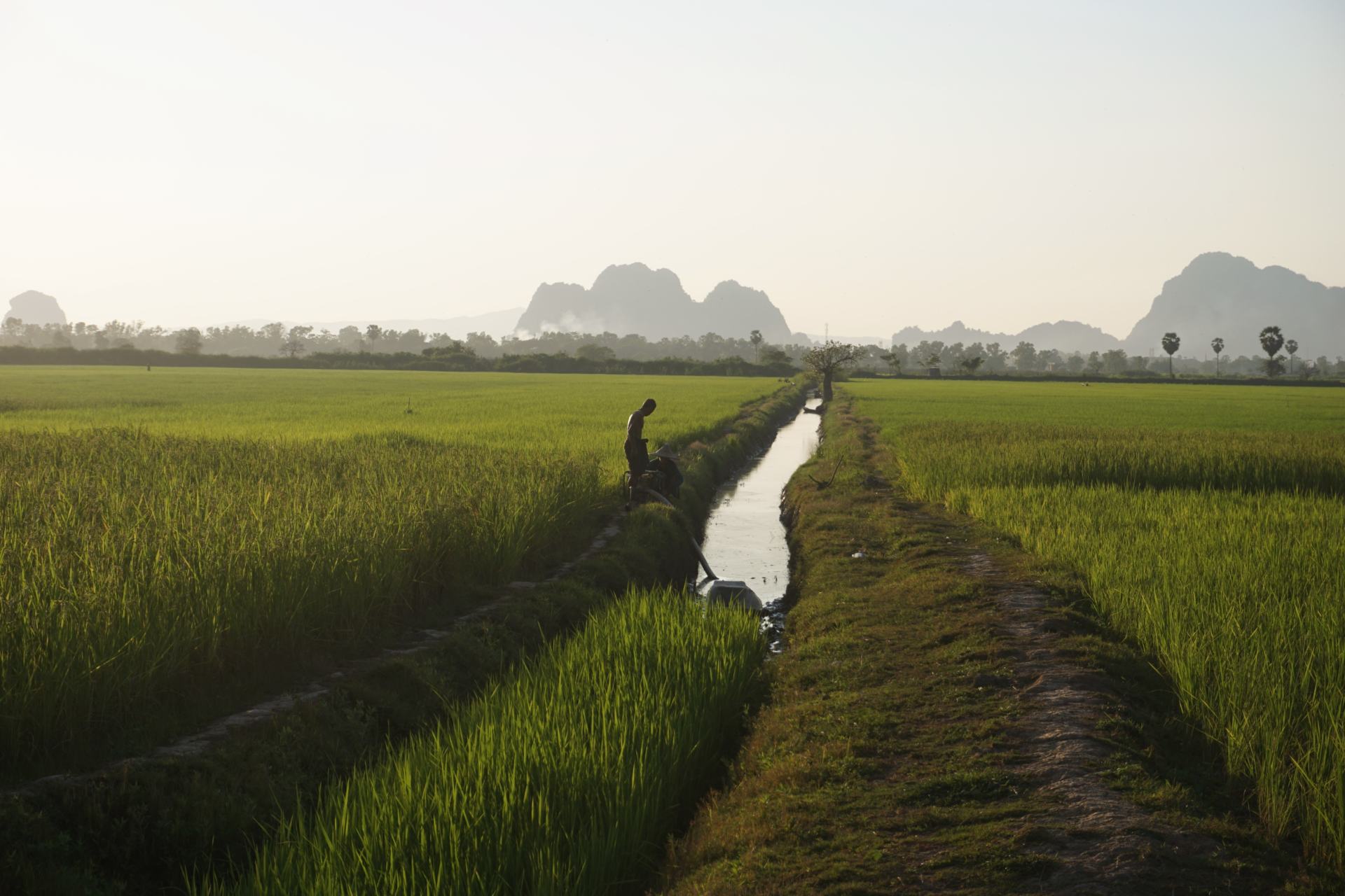 Reisfelder in Hpa-An